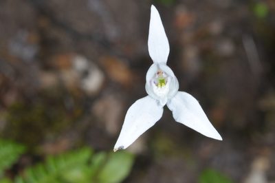Codonorchis lessonii, photographed by aacocucci