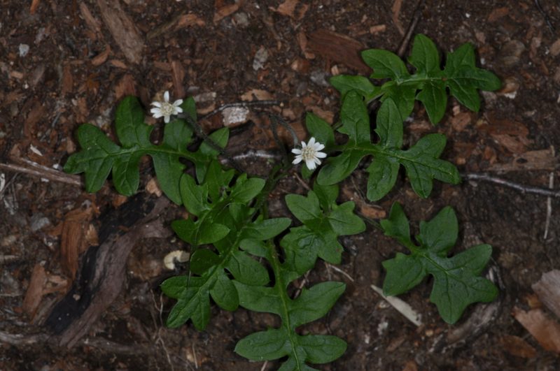 Macrachaenium gracile, photographed by aacocucci