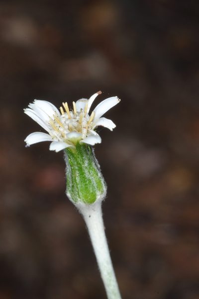 Macrachaenium gracile, photographed by aacocucci
