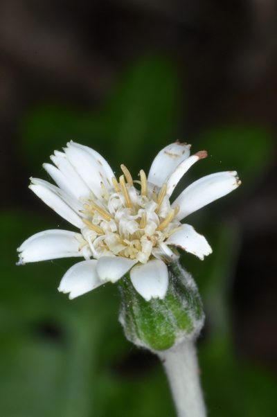 Macrachaenium gracile, photographed by aacocucci