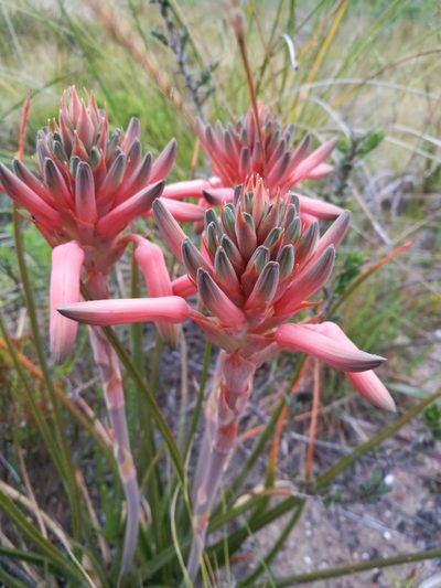 Aloe micracantha, photographed by chrishorak