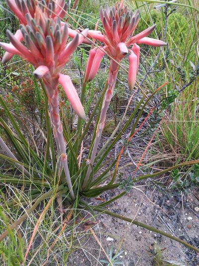 Aloe micracantha, photographed by chrishorak
