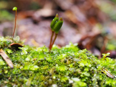 Buxbaumia viridis, photographed by Oleksii Vasyliuk