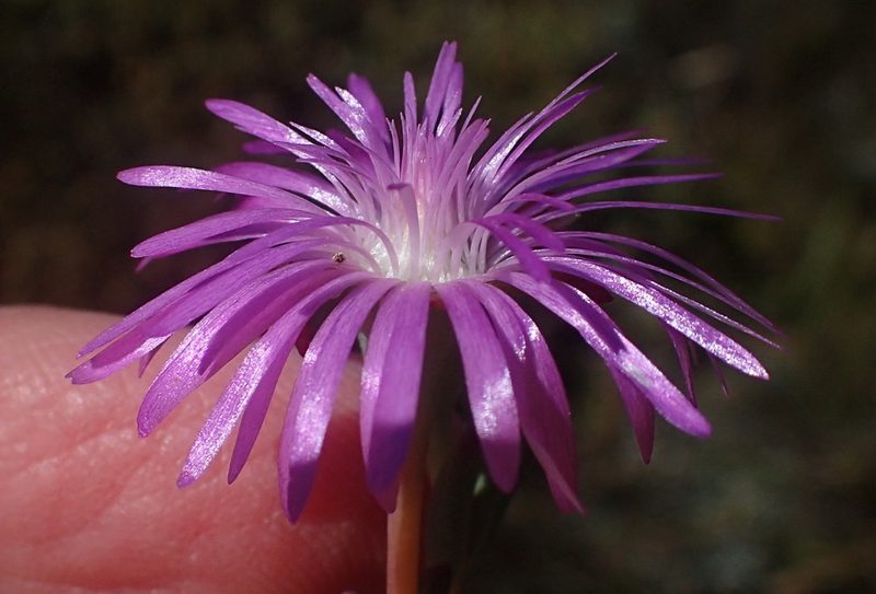 Lampranthus swartbergensis, photographed by Nicola van Berkel