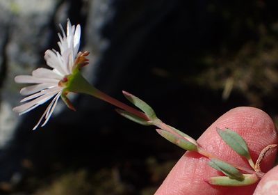 Lampranthus swartbergensis, photographed by Nicola van Berkel