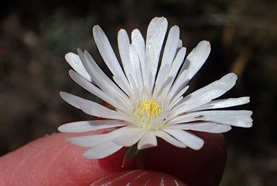 Lampranthus swartbergensis, photographed by Nicola van Berkel