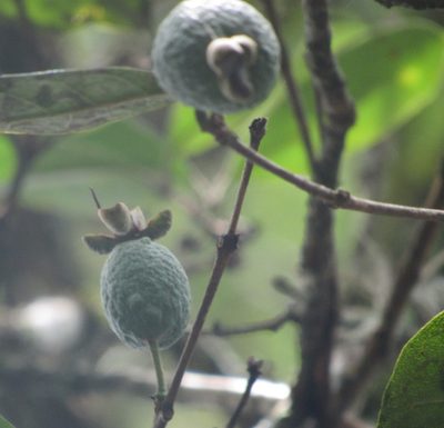 Feijoa sellowiana, photographed by Kahio Tiberio Mazon