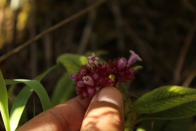 Palicourea erythrocephala, photographed by Andrés Ramírez-Barrera