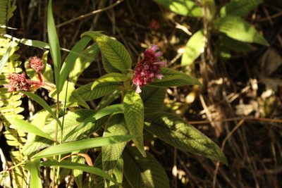 Palicourea erythrocephala, photographed by Andrés Ramírez-Barrera