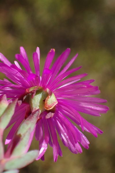 Lampranthus swartbergensis, photographed by Nicola van Berkel