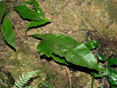 Leptochilus decurrens, photographed by Jacy Chen