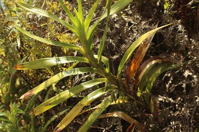 Maxillaria aurea, photographed by Andrés Ramírez-Barrera