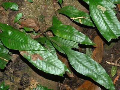 Leptochilus decurrens, photographed by Jacy Chen