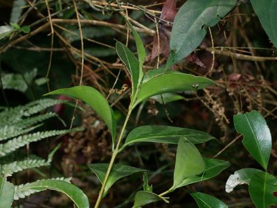 Microtropis chaffanjonii, photographed by Jacy Chen