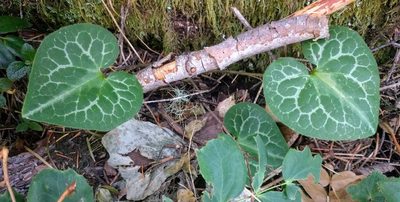 Asarum marmoratum, photographed by John Brew