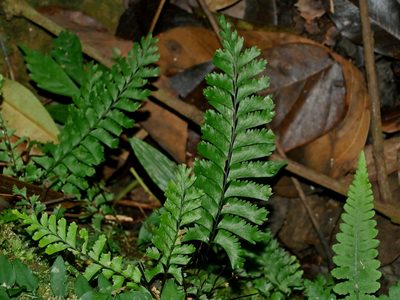 Hymenasplenium cheilosorum, photographed by Jacy Chen