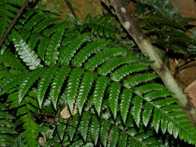 Gymnosphaera metteniana, photographed by Jacy Chen
