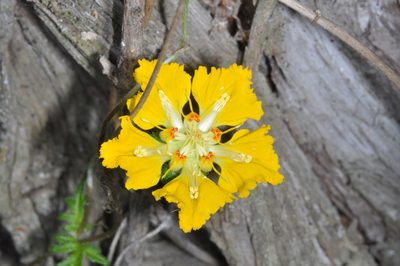 Pinnasa bergii, photographed by aacocucci