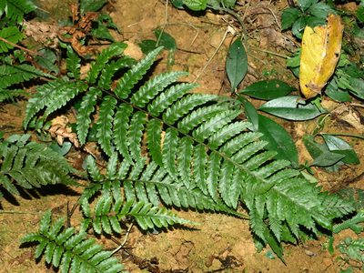 Gymnosphaera metteniana, photographed by Jacy Chen