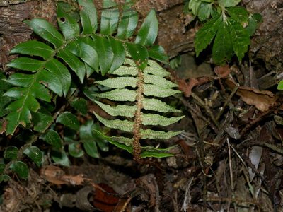 Polystichum lepidocaulon, photographed by Jacy Chen