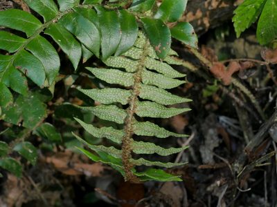 Polystichum lepidocaulon, photographed by Jacy Chen