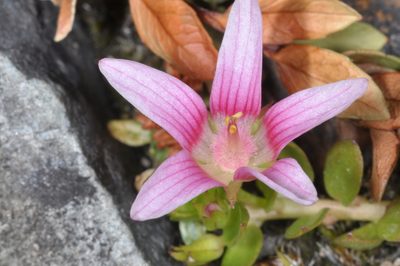Lysimachia amoena, photographed by aacocucci