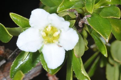 Escallonia virgata, photographed by aacocucci
