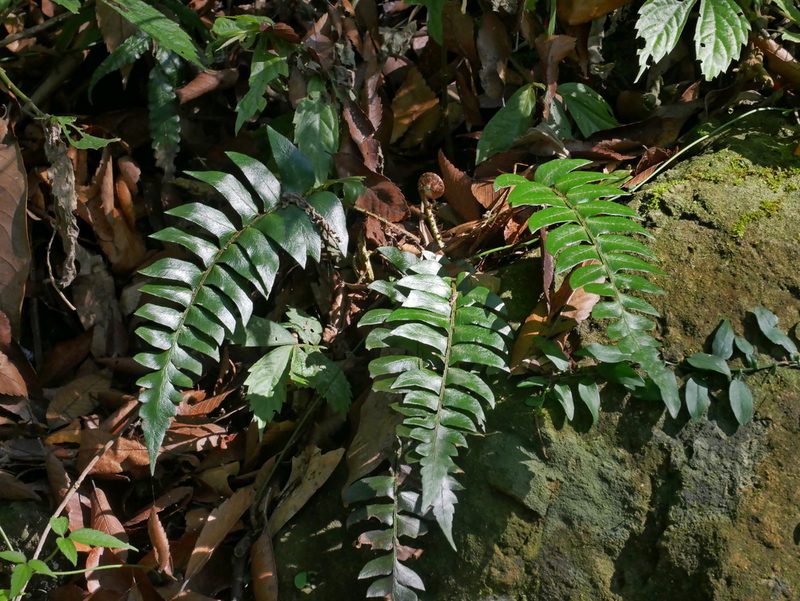 Polystichum lepidocaulon, photographed by Jacy Chen