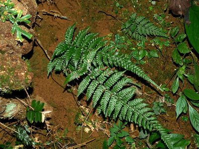 Amauropelta angustifrons, photographed by Jacy Chen
