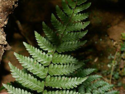 Amauropelta angustifrons, photographed by Jacy Chen