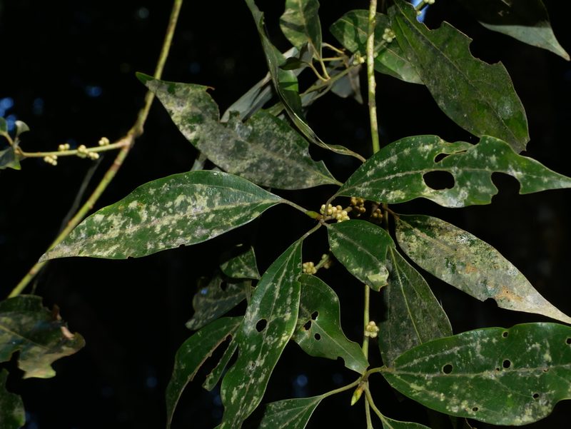 Neolitsea variabillima, photographed by Jacy Chen