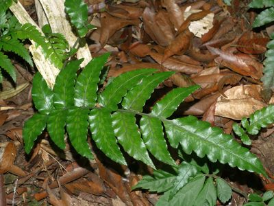 Bolbitis subcordata, photographed by Jacy Chen