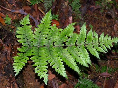 Cornopteris opaca, photographed by Jacy Chen