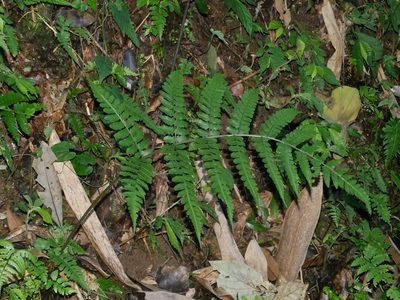 Cornopteris opaca, photographed by Jacy Chen