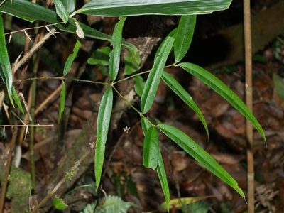 Damnacanthus angustifolius, photographed by Jacy Chen