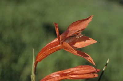 Gladiolus watsonius, photographed by Tom Lloyd Evans