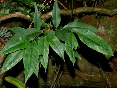 Damnacanthus giganteus, photographed by Jacy Chen