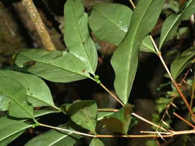 Damnacanthus giganteus, photographed by Jacy Chen