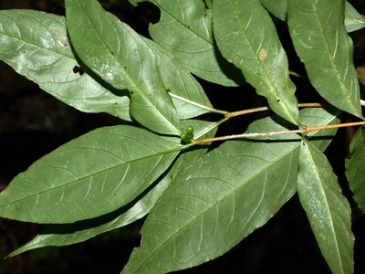 Damnacanthus giganteus, photographed by Jacy Chen