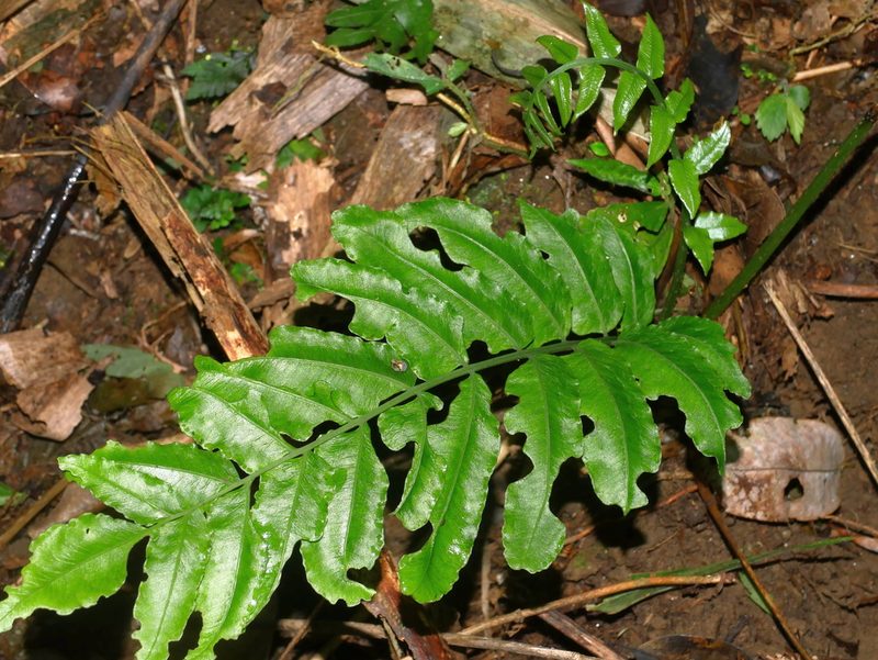 Diplaziopsis javanica, photographed by Jacy Chen