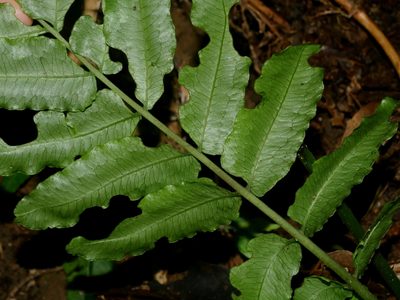 Diplaziopsis javanica, photographed by Jacy Chen