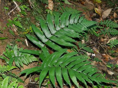 Dryopteris scottii, photographed by Jacy Chen