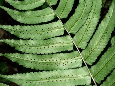 Dryopteris scottii, photographed by Jacy Chen