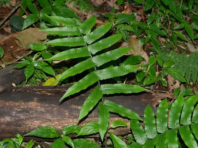 Dryopteris scottii, photographed by Jacy Chen