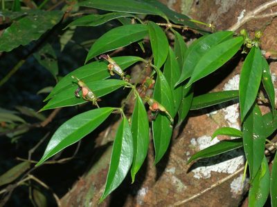 Aeschynanthus acuminatus, photographed by Jacy Chen