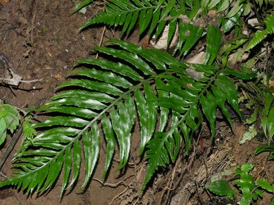 Asplenium wrightii, photographed by Jacy Chen