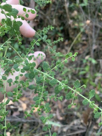 Prostanthera violacea, photographed by Guy Taseski
