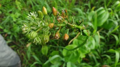 Stellarioides virens, photographed by Aaliyah Motala