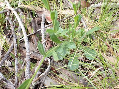 Brachyscome spathulata, photographed by Nina Kerr