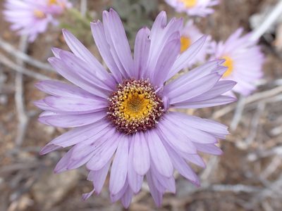 Olearia frostii, photographed by Nina Kerr